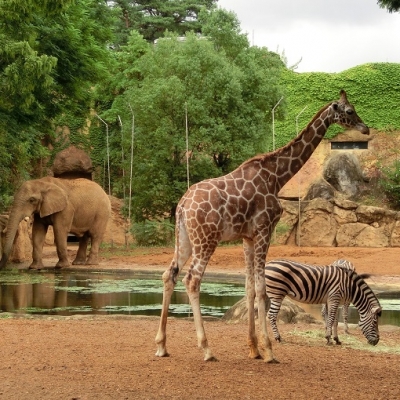 八木山動物公園 フジサキの杜